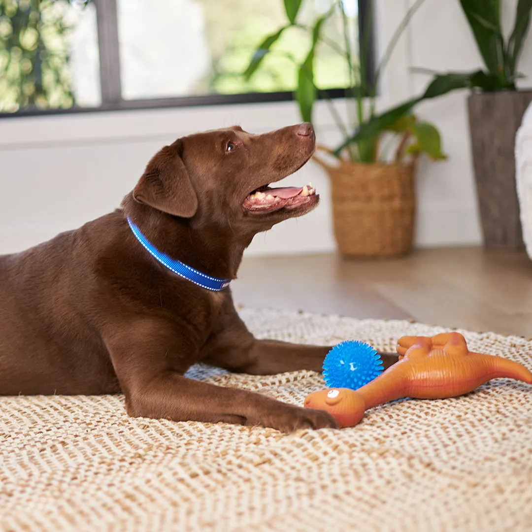 Classic Easy-clip Dog Collar - Blue