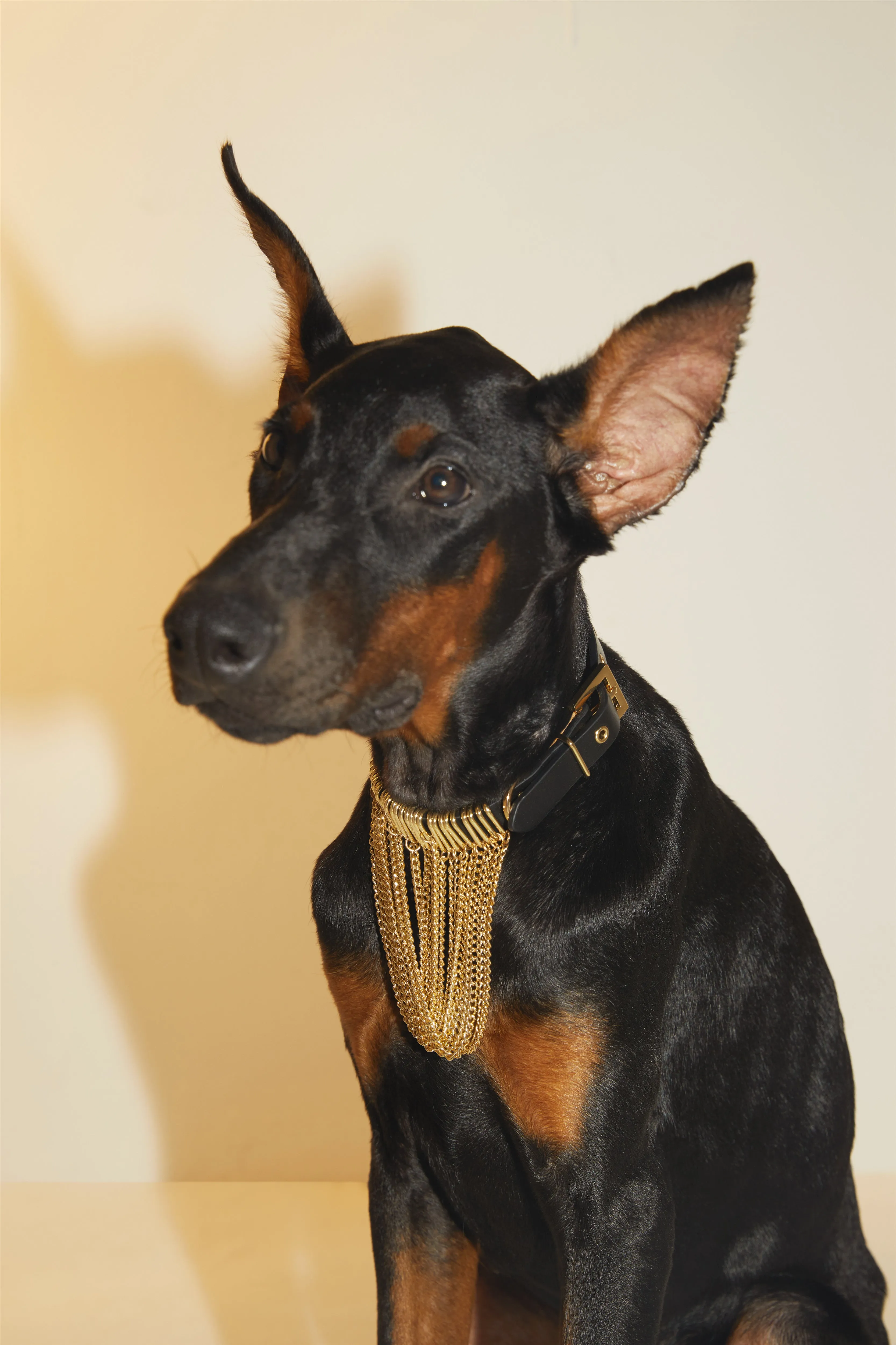 Leather Collar with Draping Chain (Black)