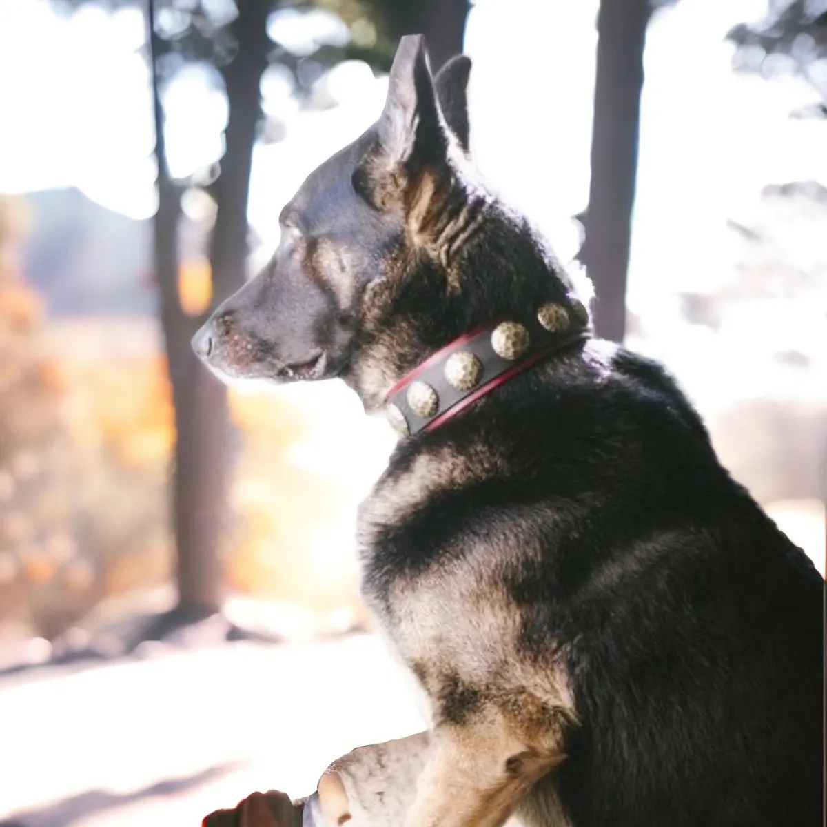 Leather Dog Collar Sparta